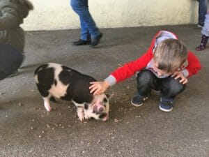 Child with pig. That's why Farmer Palmers Dorset's Favourite Family Day Out!