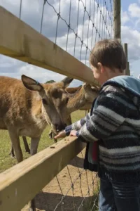 Child feeding red deer by hand at Farmer Palmers