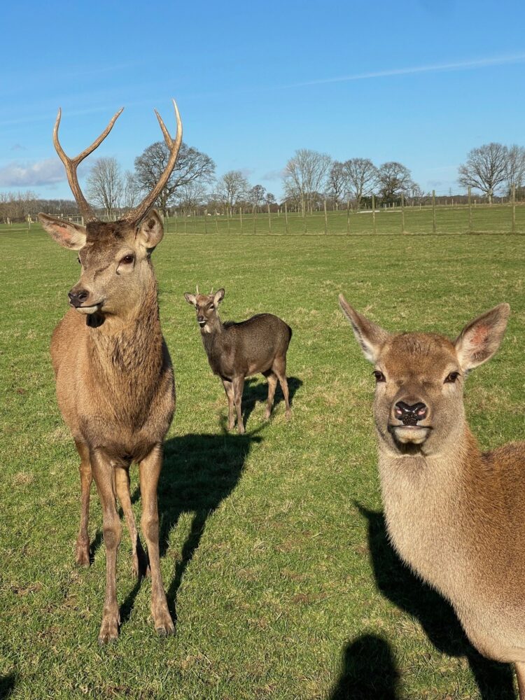 A Sad Goodbye to Farmer Palmer’s Deer