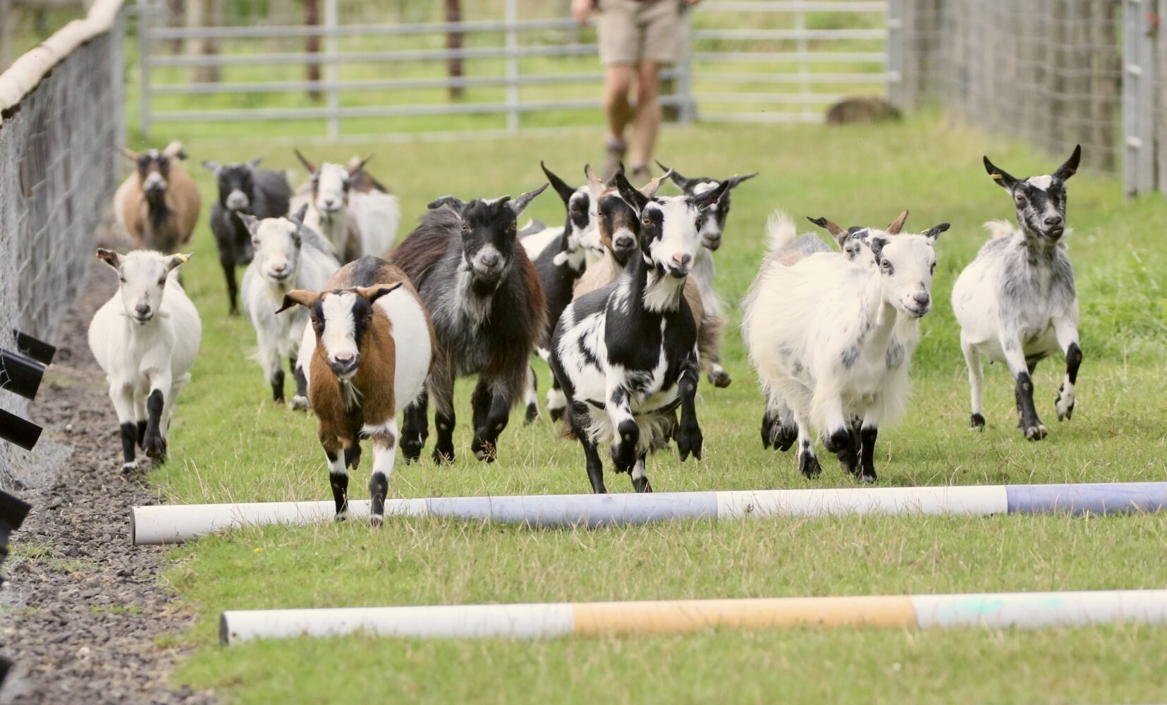 Goat racing at Farmer Palmers near Poole.