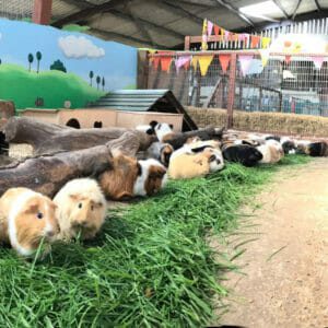 Guinea pigs at Farmer Palmers - Dorset Farm park