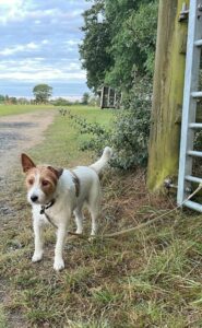 Jack Russel Dog at Field Gate on lead