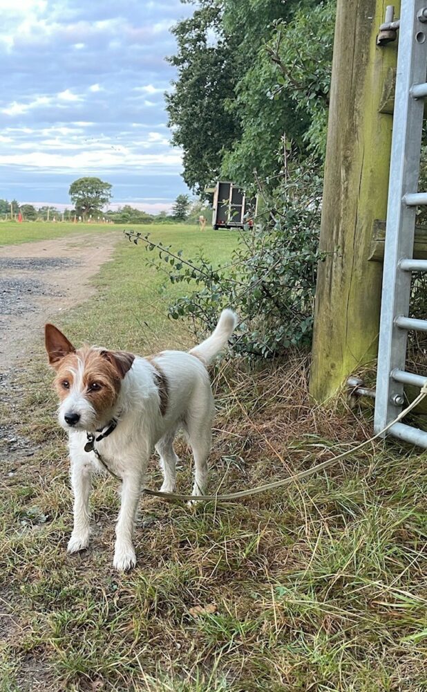 Jack Russell Dog’s Car Boot Adventures