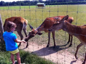 child feeding red deer at Farmer Palmers