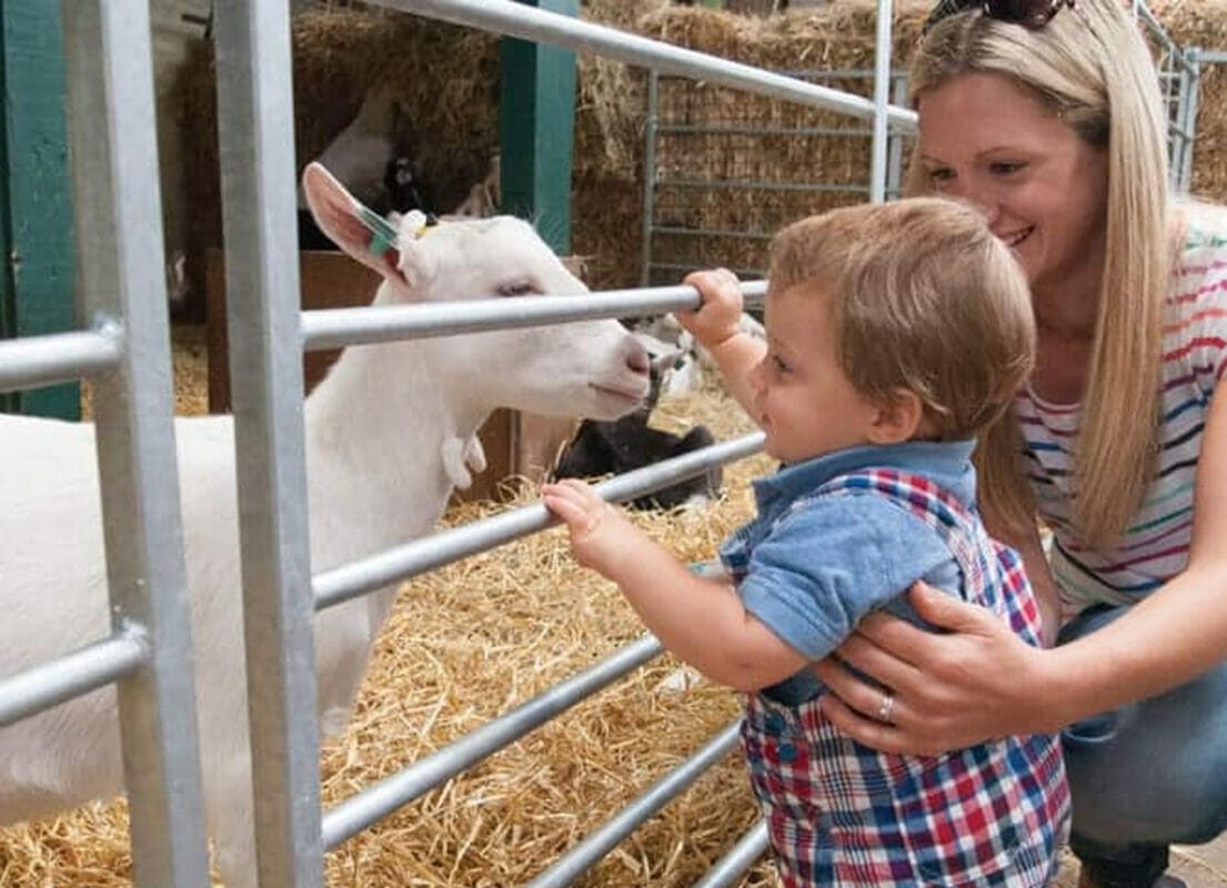 image containing a child talking to a lamb