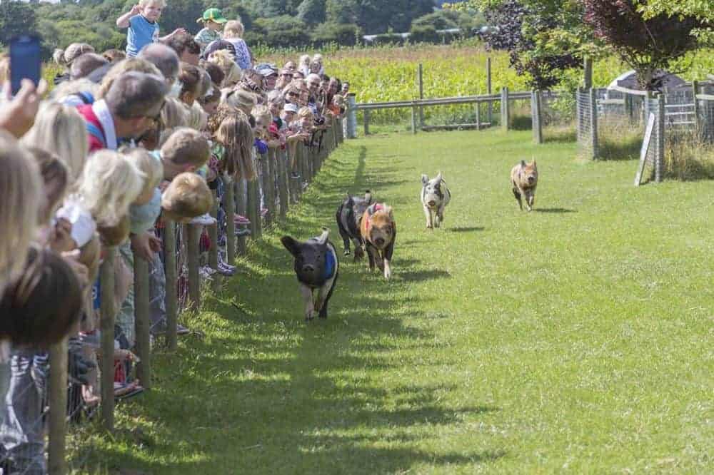 image showing people watching a pig race