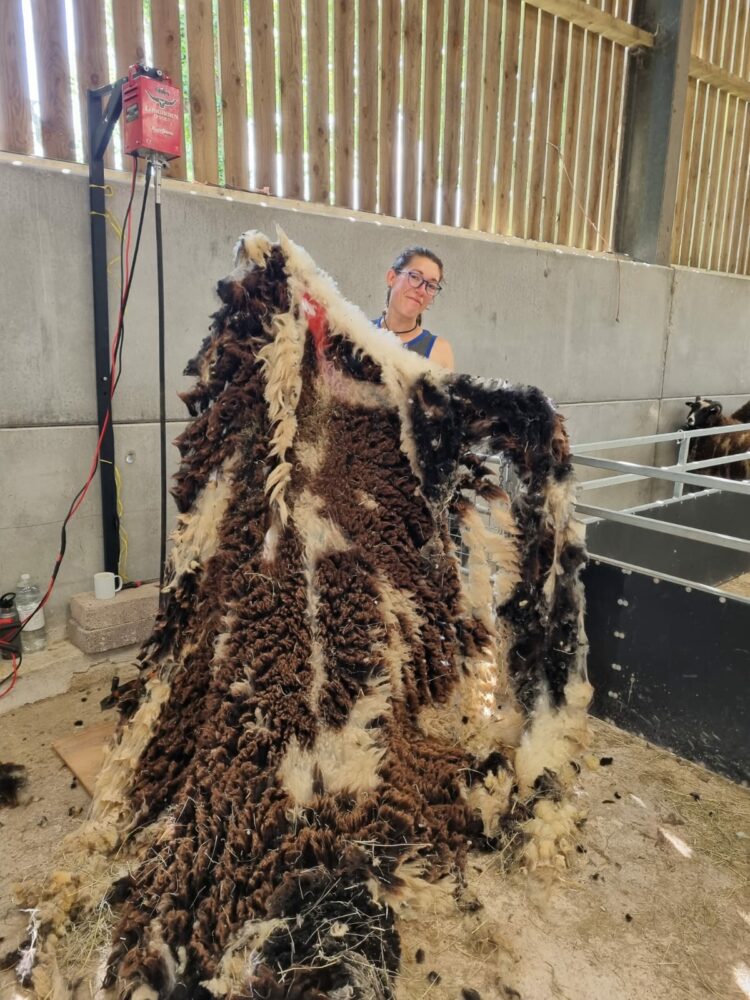 Lanolin: Nature’s Moisturiser from Sheep’s Wool